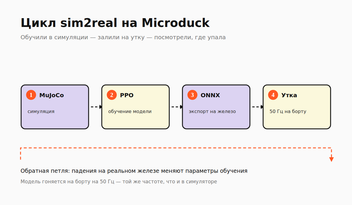 Цикл обучения Microduck: MuJoCo, PPO, экспорт в ONNX, робот на 50 Гц
